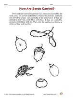 How Are Seeds Carried?
